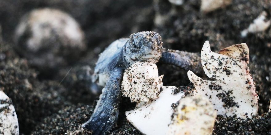 Hatay'da İzleme ve Koruma Çalışmaları Deniz Kaplumbağası Yuvalarını Artırdı