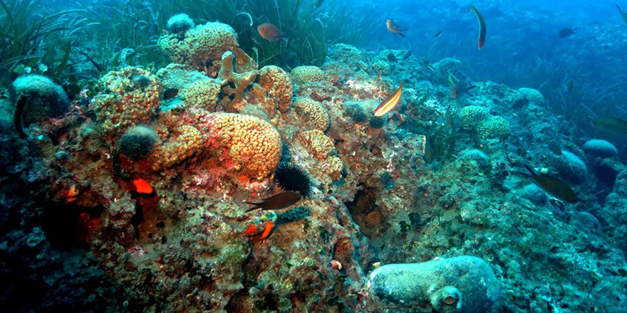 Bozcaada ve Marmara Adası Mercan Resiflerine Proje Desteği