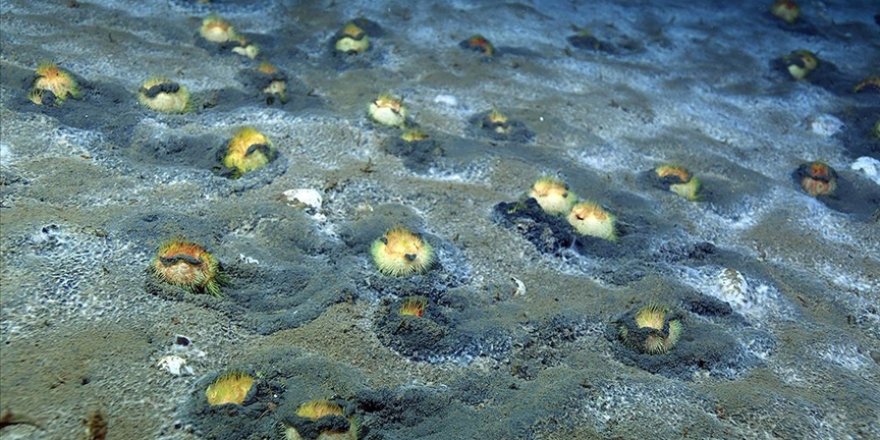 Denizde Zemin Üstüne Çıkan "Deniz Patatesleri" Yaşam Savaşı Veriyor