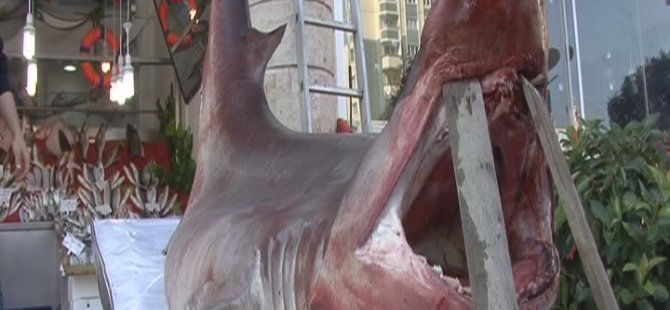 1 buçuk tonluk köpek balığı yakalandı