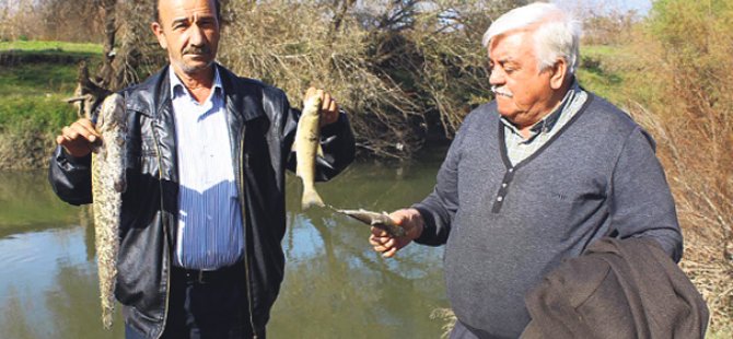 Bursa'da toplu balık ölümleri endişe yarattı