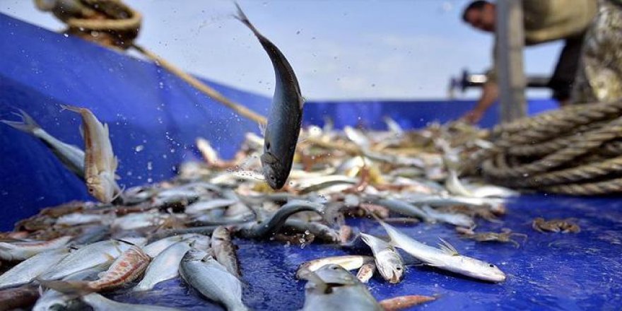 Küçük Ölçekli Balıkçılara Destek Ödemeleri Artırıldı