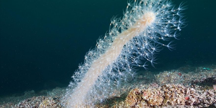 İzmit Körfezi'nde "Deniz Kalemi" Görüntülendi