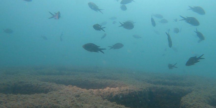 Mersin'deki yapay resifler deniz canlılarına yuva oldu
