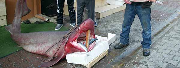 800 kiloluk köpek balığı yakalandı