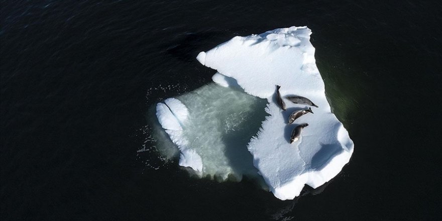 Antarktika'da Buz Tabakaları Kısa Sürede Yok Olabilir