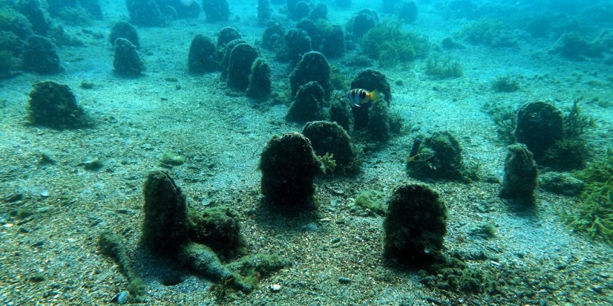 Marmara'da Pinalarla İlgili Farkındalık Projesi Başlatıldı