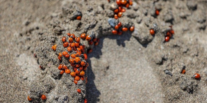Deniz Kaplumbağalarının Yumurtlama Alanında Uğur Böceği Yoğunluğu