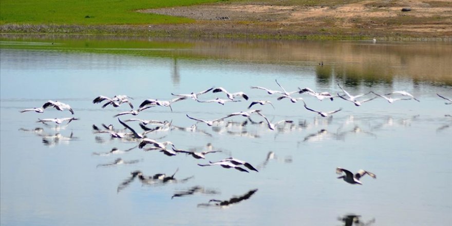 Frig Vadisi'ndeki Porsuk Baraj Gölü Pelikanları Ağırlıyor