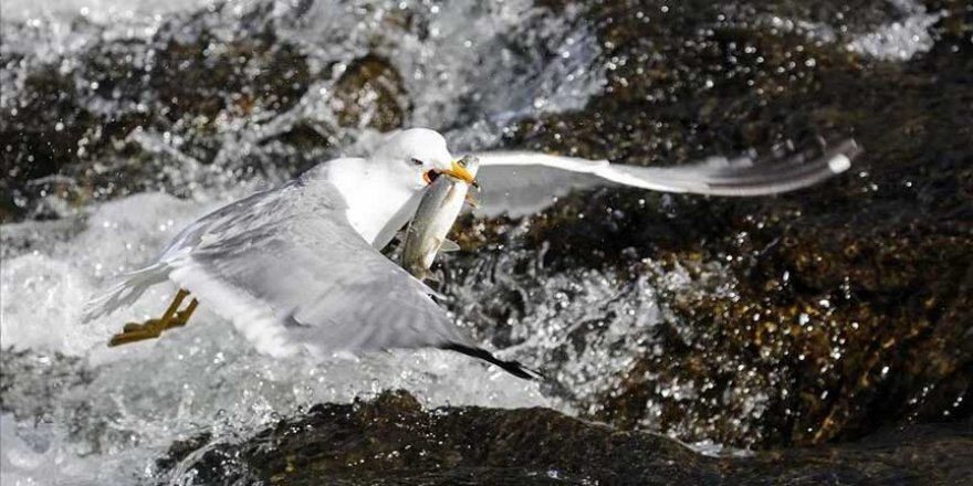 İnci Kefalinin Tatlı Sulara Göçü Başladı