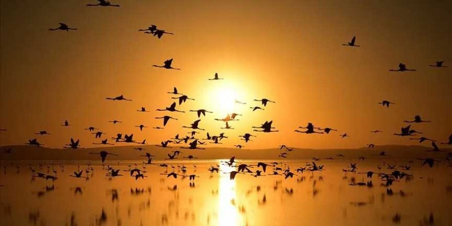 Ekolojik Krizin Göçmen Kuşlarda Etkileri