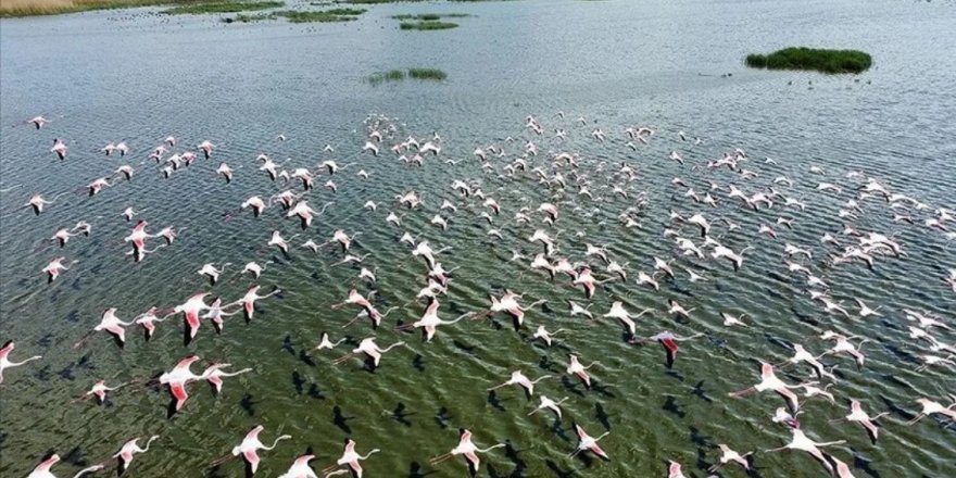 Eber Gölü Flamingolarla Hareketlendi
