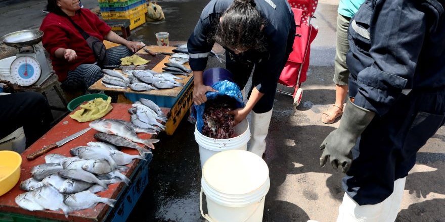Balık Atıkları Organik Gübreye Dönüştürülüyor