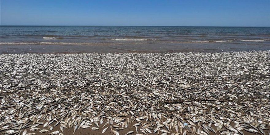 ABD'nin Güney Sahillerinde Binlerce Balık Kıyıya Vurdu