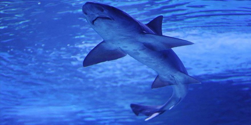 ABD'den Köpek Balığı Saldırılarına Önlem