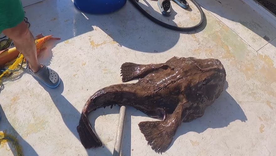 Çanakkale'de Dev Fener Balığı Yakalandı