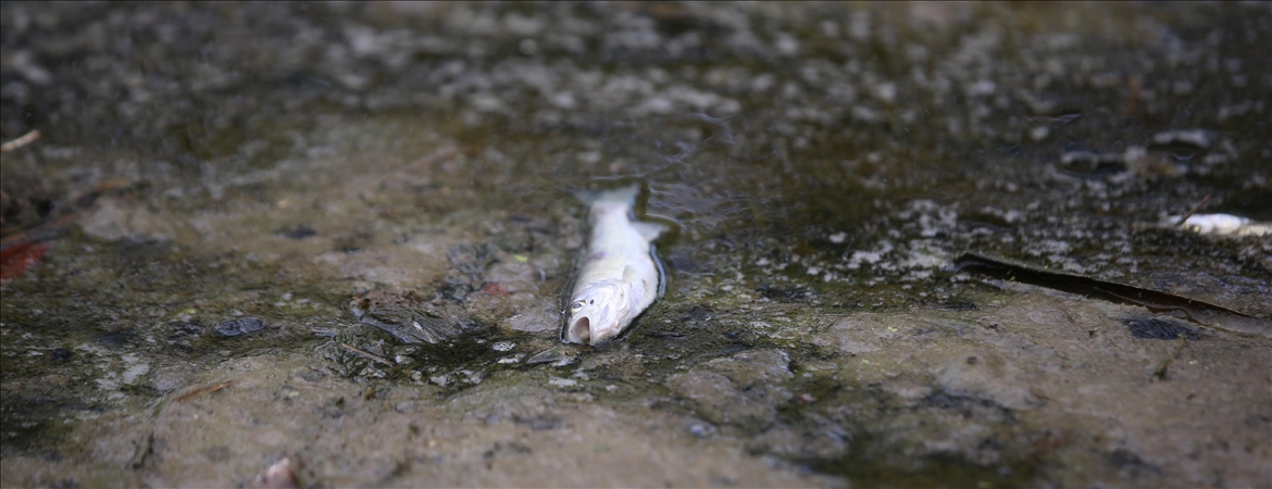 Kırklareli'nde Balık Ölümleri Görülmesi Üzerine İnceleme Başlatıldı