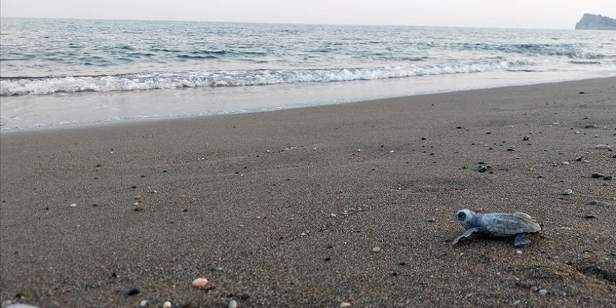 Sarıgerme Sahilindeki Sezonun İlk Caretta Caretta Yavruları Çıktı