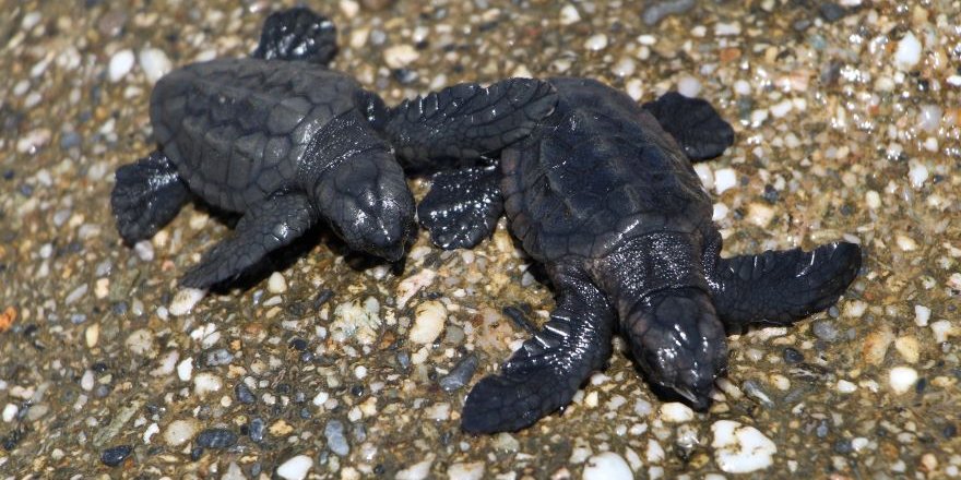 Caretta Caretta Yavrularının Zorlu Deniz Yolculuğu