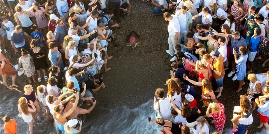 "Lara" Adlı Caretta Caretta, Bir Yılda 3 Bin Kilometre Yol Katetti