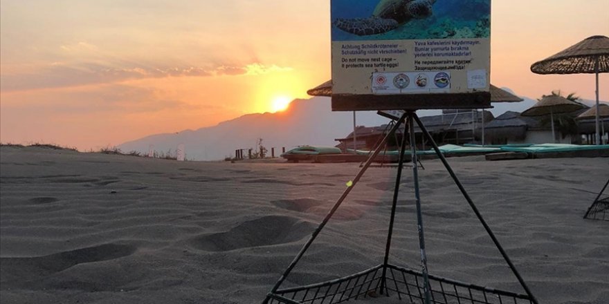 İztuzu Sahilindeki Caretta Caretta Yuvalarının Sayısı 700'e Ulaştı