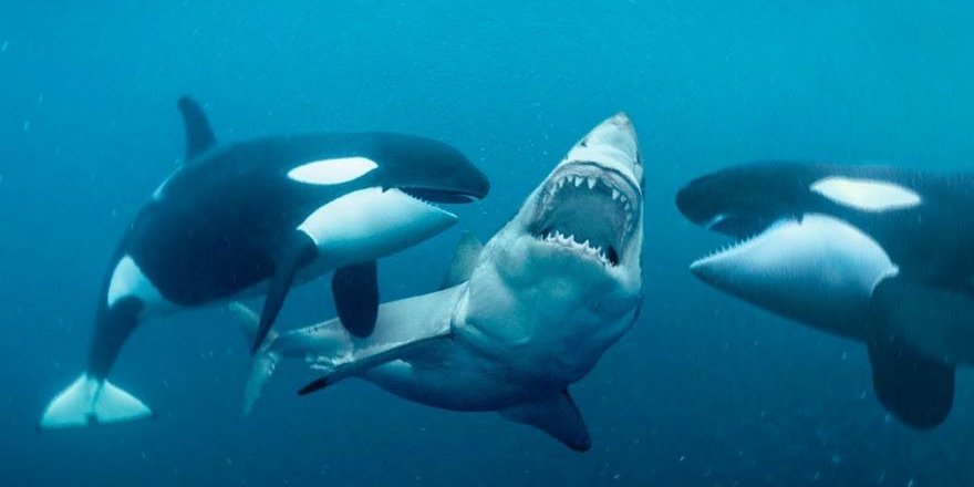 Katil Balinaların "Teknelere Saldırması" Oyun Amacıyla Olabilir
