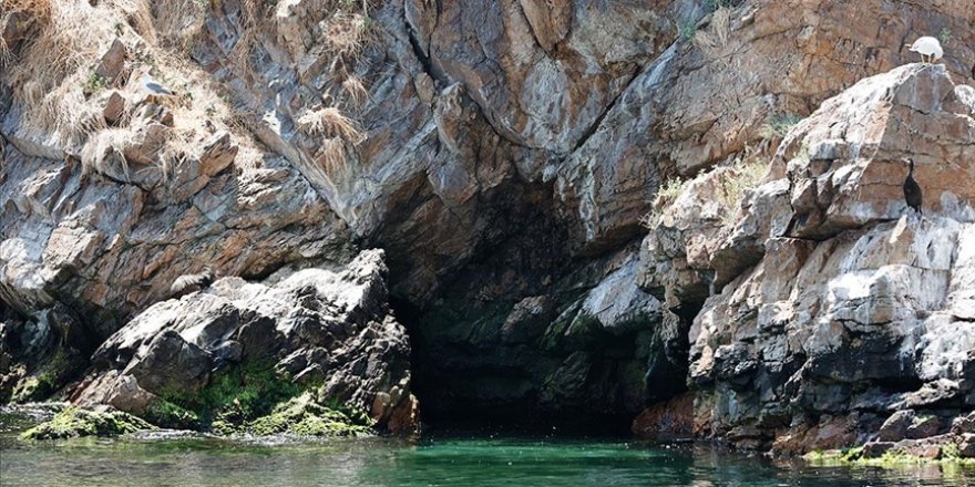 Tavşan Adası'ndaki Biyoçeşitlilik Kameralarla Takip Ediliyor