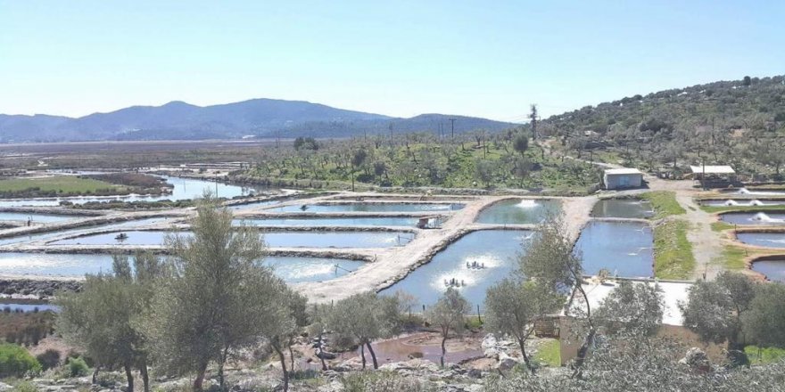 Toprak Havuzlarda Yetiştirilen Balıklar Dünyaya Açılıyor