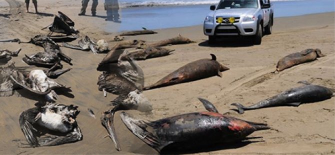 500 deniz aslanı ölü bulundu