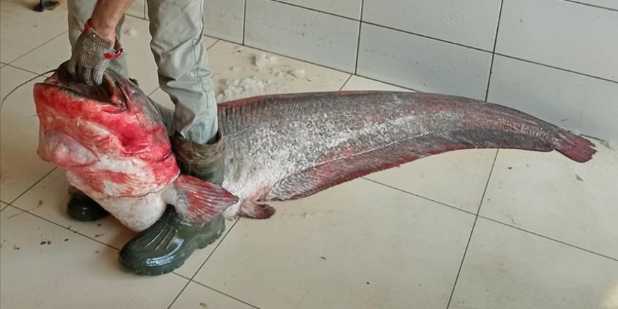Almus Barajı Gölü'nde Dev Yayın Balığı Yakalandı