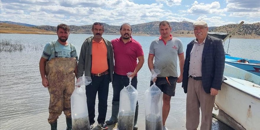 Çekerek Barajı'na 700 Bin Yavru Sazan Bırakıldı