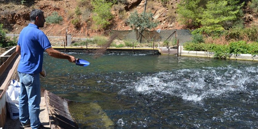 Muğla'dan 94 Ülkeye Su Ürünleri İhracatı Yapılıyor