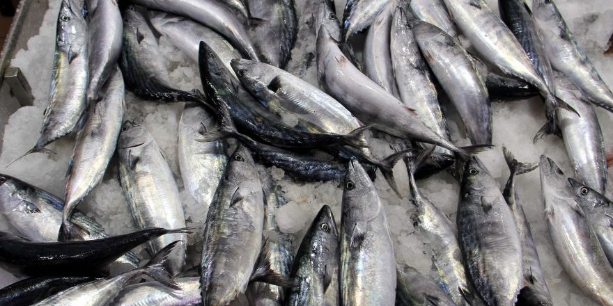 Karadeniz'de Palamut Yüzleri Güldürdü