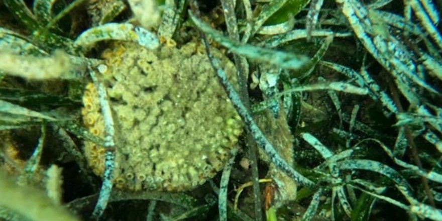 Nesli Tükenmekte Olan "Yastıklı Taş Mercan" Bulundu