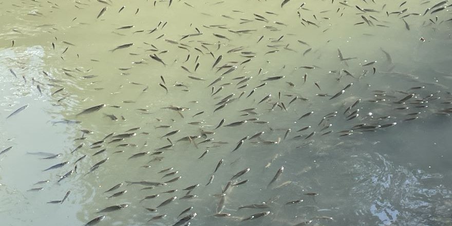 Bartın Irmağı'ndaki Balık Ölümlerine İlişkin İnceleme Başlatıldı