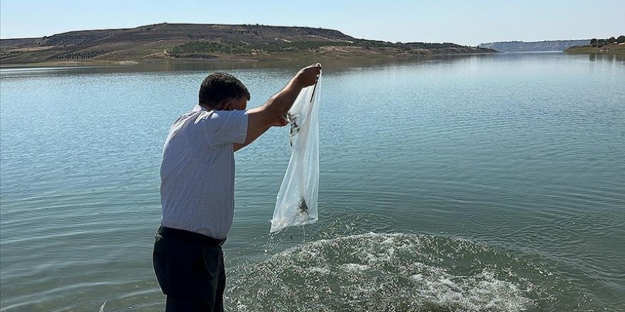 Atatürk Barajı'na 7 Milyon 181 Bin Balık Yavrusu Bırakıldı