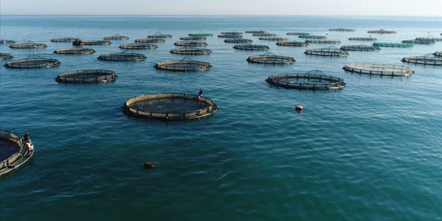 Türkiye'de Balık Yetiştiriciliğinin İvmesi Artıyor