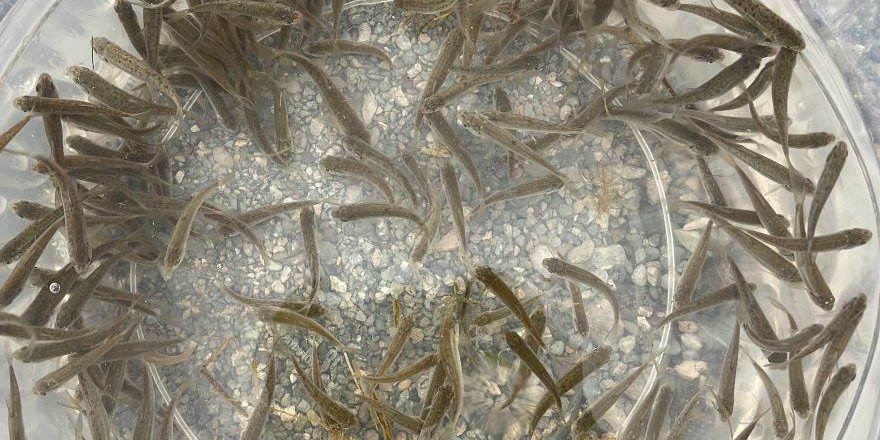 Hazar Gölü'ne 200 Bin Siraz Balığı Yavrusu Bırakıldı