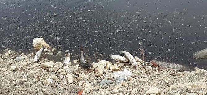 Dikili'de toplu balık ölümü gerçekleşti