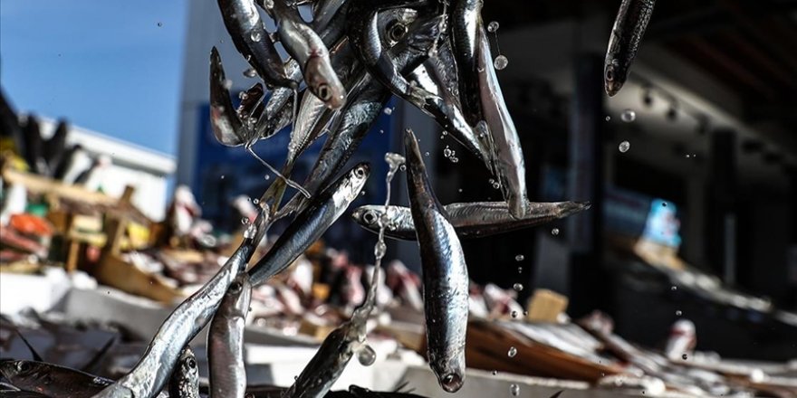 Balıkçılar Karadeniz'deki Hamsi Bereketini Görüntüledi