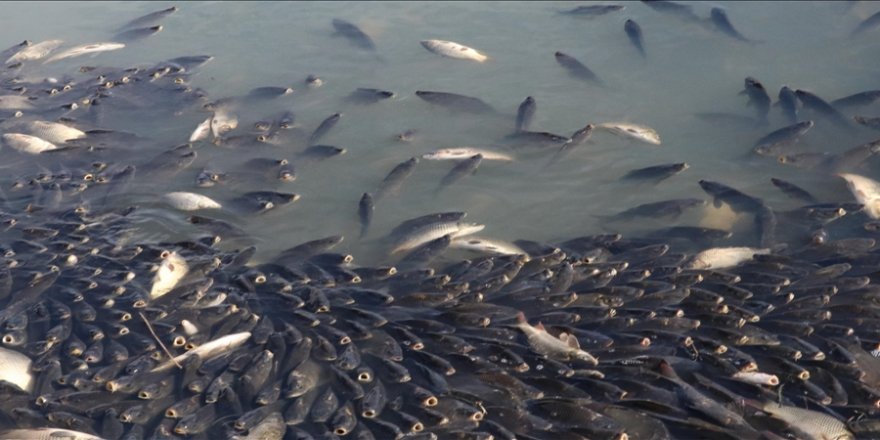 Yozgat'ta Sulama Barajında Balık Ölümleri Görüldü