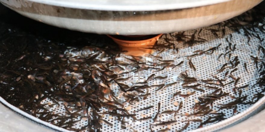 TİKA, Endonezya’da Biyoyumak Balık Üretim Tesisi Kurdu