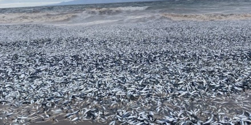 Japonya’da Binlerce Balık Kıyıya Vurdu