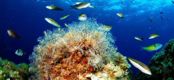 'Denizin doldurulması ekosistemi yok ediyor'