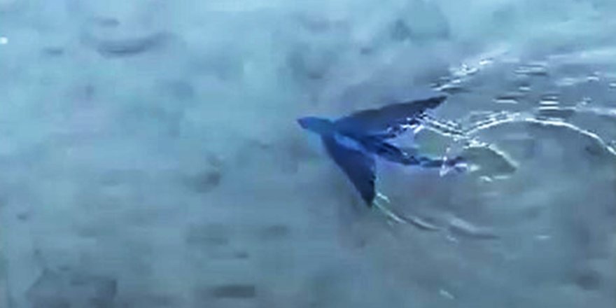 Datça’da Kıyıya Yakın Alanda Uçan Balık Görüldü