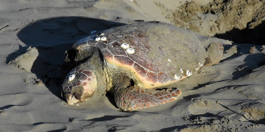 Nesli Tükenmekte Olan Caretta Caretta Ölü Halde Bulundu