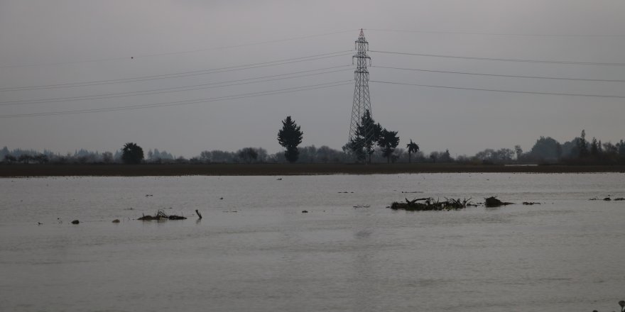 Taşan Asi Nehri Tarım Arazilerini Su Altında Bıraktı