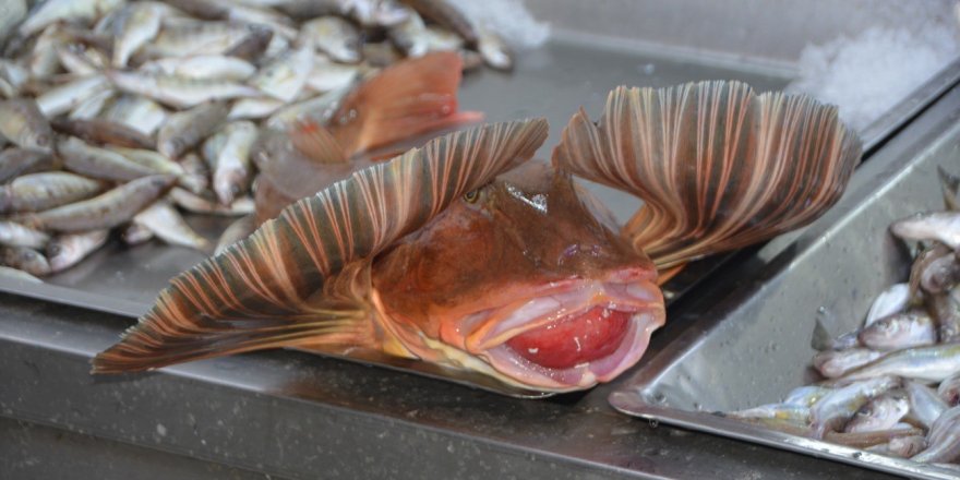 Sinop’ta 4 Kiloluk Kırlangıç Balığı Yakalandı