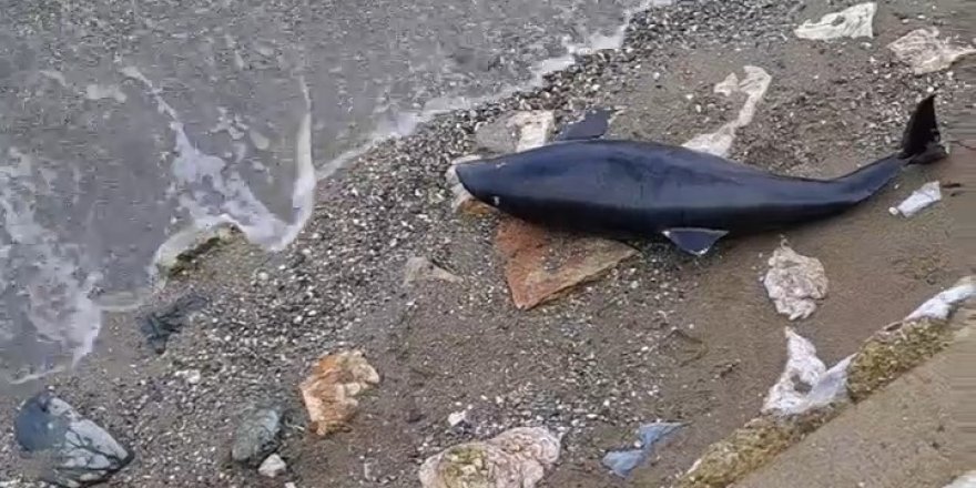 Bursa’da Ölü Yavru Yunus Balığı Karaya Vurdu