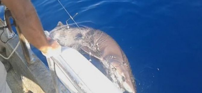 Balıkçıların oltasına 200 kiloluk köpek balığı takıldı